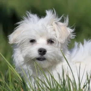 Maltese domestic dog (Canis lupus familiaris) Maltese domestic dog (Canis lupus familiaris)