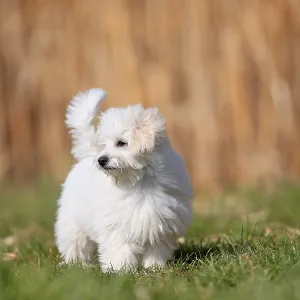 Maltese domestic dog (Canis lupus familiaris)