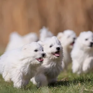 Maltese domestic dog (Canis lupus familiaris)
