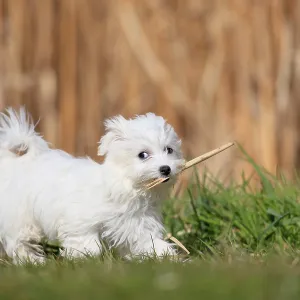 Maltese domestic dog (Canis lupus familiaris) Maltese domestic dog (Canis lupus familiaris)