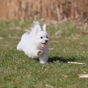 Maltese domestic dog (Canis lupus familiaris)