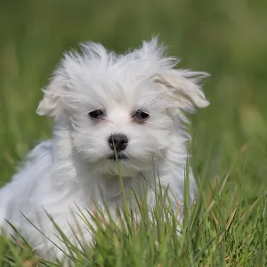 Maltese domestic dog (Canis lupus familiaris) Maltese domestic dog (Canis lupus familiaris)