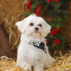 Maltese with neckerchief