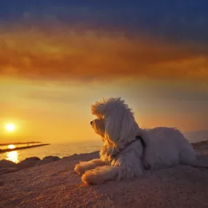 Maltichon pet dog relaxed looking sunset in a beach