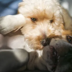Maltipoo and Beagle Playing Under Sunlight Print Maltipoo and Beagle Playing Under Sunlight Print