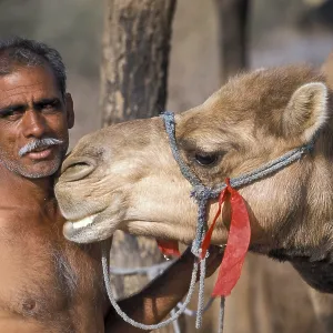 Man with a camel, Katariysar, near Bikaner Man with a camel, Katariysar, near Bikaner