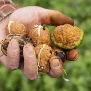 A man holds a whole walnut in his hands A man holds a whole walnut in his hands