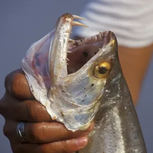 Man keeps a predatory fish caught in the Amazon Man keeps a predatory fish caught in the Amazon