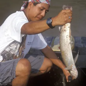 Man keeps a predatory fish caught in the Amazon Man keeps a predatory fish caught in the Amazon