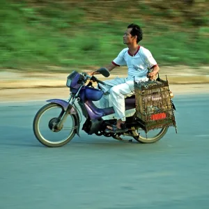 Man on moped holding birdhouses Man on moped holding birdhouses