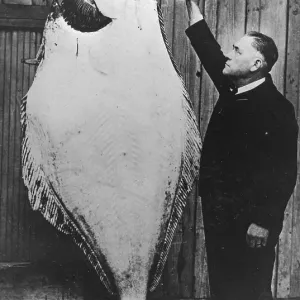 Man posing with a halibut (Hippoglossus hippoglossus)
