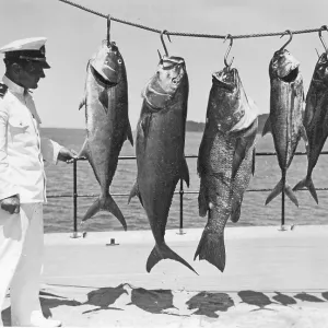 Man, sailor posing with various captured groupers and mackerel