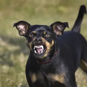 Manchester Terrier (Canis lupus familiaris) showing teeth while growling Manchester Terrier (Canis lupus familiaris) showing teeth while growling
