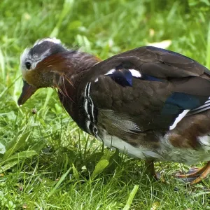 Mandarin duck (Aix galericulata) looking for food in the green grass Mandarin duck (Aix galericulata) looking for food in the green grass