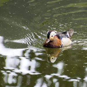 Mandarin duck (Aix galericulata) swimming on a calm pond with reflections of the surroundings Mandarin duck (Aix galericulata) swimming on a calm pond with reflections of the surroundings