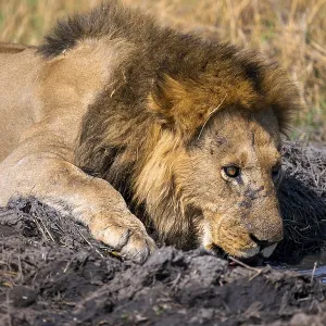 Maned lion drinks, lion (Panthera Leo) lying in grass