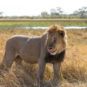 Maned lion, lion (Panthera leo)