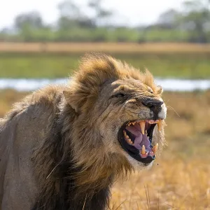 Maned lion, lion (Panthera Leo) hisses