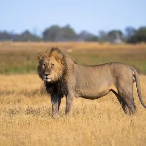 Maned lion, lion (Panthera Leo) standing in grass