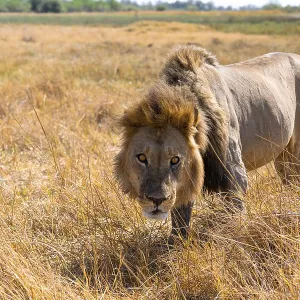 Maned lion (Panthera Leo) lurking in grass