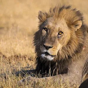 Maned lion (Panthera Leo) lying in grass