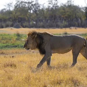 Maned lion (Panthera Leo) walking in grass