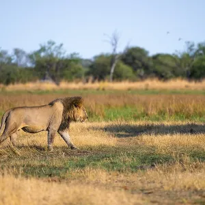 Maned lion running, lion (Panthera Leo) in grass
