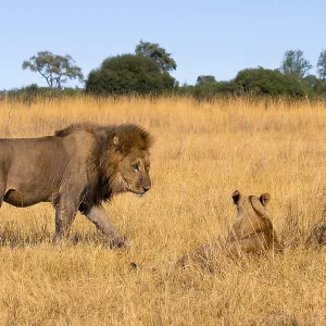 Maned lion and young animals, lion (Panthera Leo) in grass