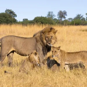 Maned lion and young animals, lion (Panthera Leo) lying in grass