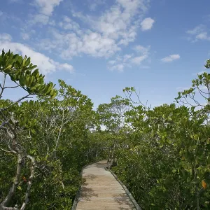 Mangrove Forest, Coral Reef State Park