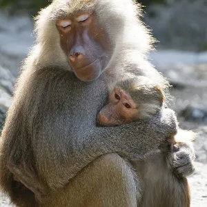 Mantled baboons (Papio hamadryas) Mantled baboons (Papio hamadryas)