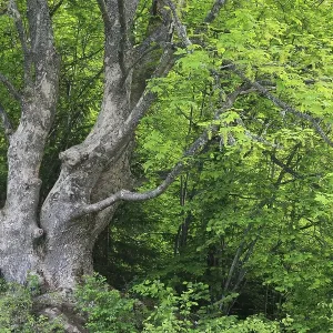 Maple (Acer), Upper Danube nature park Park