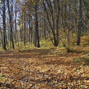 Maple forest in the fall covered with gold leaves seasonal sunny day landscape
