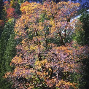Maple tree (Acer pseudoplatanus)