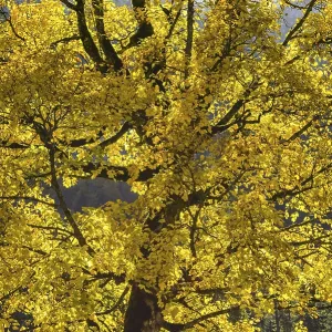 Maple tree, Acer pseudoplatau, near Wankerfleck