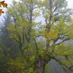 Maple trees, (Acer pseudoplataus)