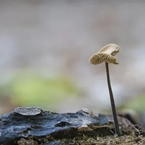 Marasmius alliaceus (Mycetinis alliaceus) Marasmius alliaceus (Mycetinis alliaceus)