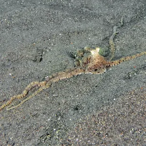 A marbled octopus (Amphioctopus aegina) spreads on sandy seabed