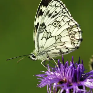 Marbled white (Melanargia galathea)