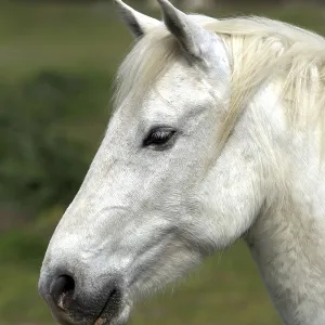 Mare, Camargue, South of France