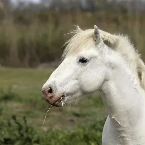 Mare, Camargue, South of France