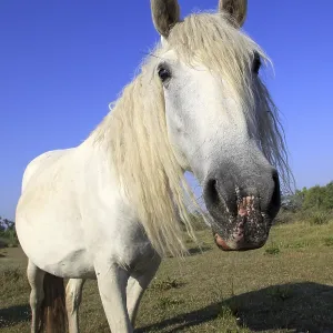 Mare, Camargue, South of France
