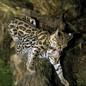 Margay (leopardus wiedii), FEMALE CAT WITH DICE IN THE MOUTH