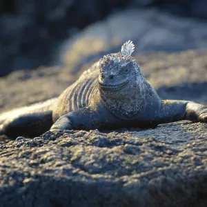Marine Iguana at sunset (Amblyrhynchus cristatus)