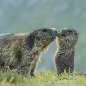 Marmot, Heiligenblut, Carinthia, Austria, Europe Marmot, Heiligenblut, Carinthia, Austria, Europe