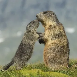 Marmot (Marmota marmota) with young in the Alps Marmot (Marmota marmota) with young in the Alps