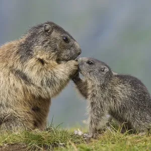 Marmot (Marmota marmota) with young in the Alps Marmot (Marmota marmota) with young in the Alps