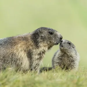 Marmot (Marmota marmota) with young in the Alps Marmot (Marmota marmota) with young in the Alps