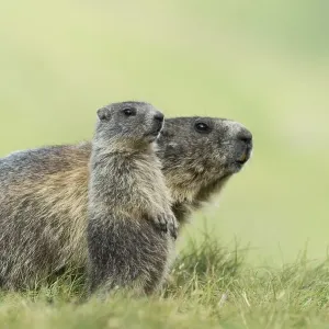 Marmot (Marmota marmota) with young in the Alps Marmot (Marmota marmota) with young in the Alps