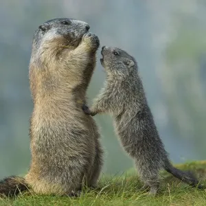Marmot (Marmota marmota) with young in the Alps Marmot (Marmota marmota) with young in the Alps